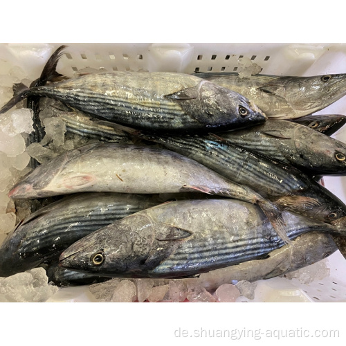 Gefrorener Thunfisch ganz rund Albacore Bonito in Schüttung